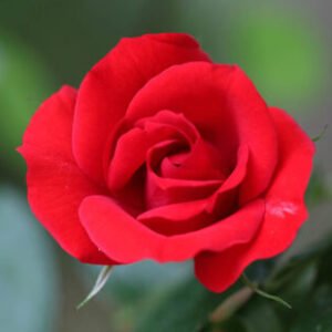 Foto de perfil de Rosa